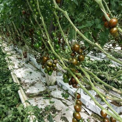 Фото 2 - Криспина Плюм F1 томат индетерминантный Esasem 500 семян