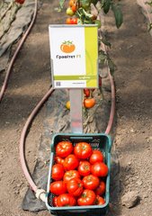 Фото 1 - Гравитет F1 томат полудетерминантный Syngenta 500 семян