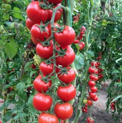 Фото 1 - Сакура F1 органик томат индетерминантный (Vitalis) Enza Zaden 250 семян