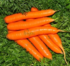 Фото 1 - Сіркана F1 морква середньопізня Nunhems 1.6-1.8, 100 тис. насінин