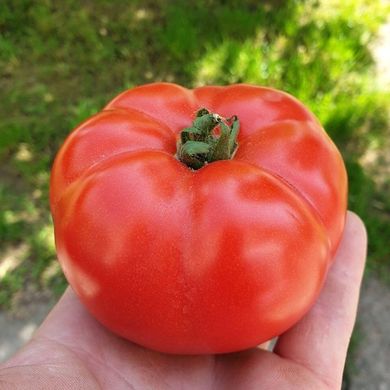 Фото 1 - Нада F1 томат индетерминантный Esasem 250 семян