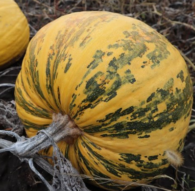 Фото 2 - Данка Полька гарбуз на насіння Hortus 500 грам