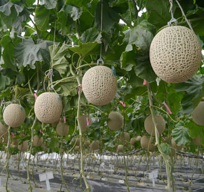 Фото 2 - К-3 F1 диня Asia Seed 100 насінин