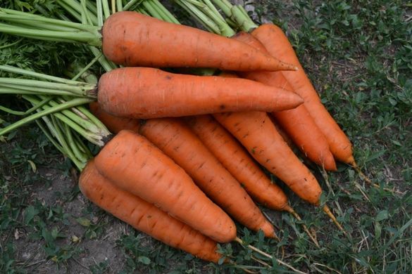 Фото 2 - Ред Коред морква Spark Seeds 0,5 кг