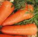 Ред Коред морква Spark Seeds 0,5 кг