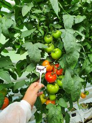 Фото 1 - Хаєт F1 томат індетермінантний Sakata 250 насінин
