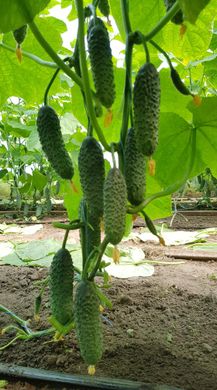 Фото 2 - GВ 08 F1 Коломбо огірок партенокарпічний Libra Seeds 250 насінин