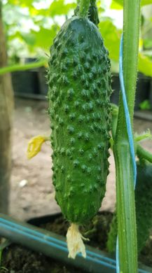 Фото 3 - GВ 08 F1 Коломбо огірок партенокарпічний Libra Seeds 250 насінин