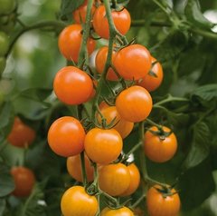 Фото 1 - Торонжина F1 органик томат индетерминантный (Vitalis) Enza Zaden 250 семян