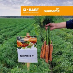 Фото 1 - Дейлянс F1 морква пізня Nunhems 1.4-1.6, 100 тис. насінин