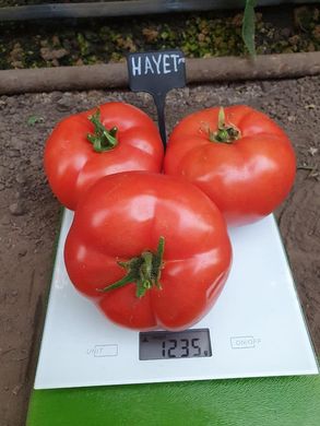Фото 2 - Хаєт F1 томат індетермінантний Sakata 250 насінин