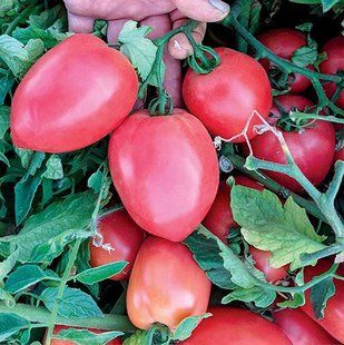 Фото 1 - Пинк Крос F1 (LS 09/46 F1) томат детерминантный Libra Seeds 250 семян