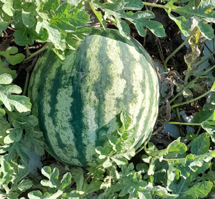 Фото 1 - Флорида F1 арбуз Libra Seeds 250 семян