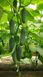 GВ 08 F1 Коломбо огірок партенокарпічний Libra Seeds 250 насінин