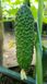 GВ 08 F1 Коломбо огірок партенокарпічний Libra Seeds 250 насінин