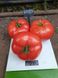 Хает F1 томат индетерминантный Sakata 250 семян