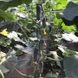 Гуннар F1 огурец партенокарпический Enza Zaden 10 семян