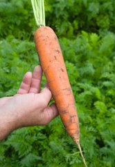 Фото 1 - Балтимор F1 морковь тип Берликум Bejo Zaden 1.6 -1.8, 100 тыс. семян