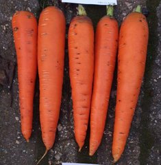 Фото 1 - Мулета F1 морква тип Флаке Clause калібр 1,6-2,0, 100 тис. насінин
