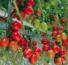 Фото 1 - Гранадеро F1 органік томат індетермінантний (Vitalis) Enza Zaden 250 насінин