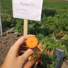 Фото 1 - Каданс F1 морква тип Нантський Nunhems 1.6-1.8, 100 тис. насінин