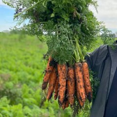 Фото 1 - Олимпо F1 морковь Hazera 1.6-1.8 VD, 100 000 семян