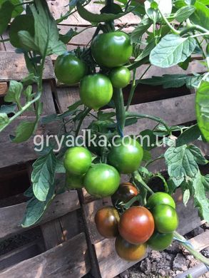 Фото 5 - Сашер F1 томат индетерминантный Yuksel Tohum 10 семян