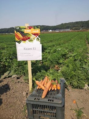 Фото 2 - Каданс F1 морква тип Нантський Nunhems 1.6-1.8, 100 тис. насінин