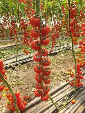 Фото 4 - Порпора F1 томат индетерминантный Esasem 250 семян