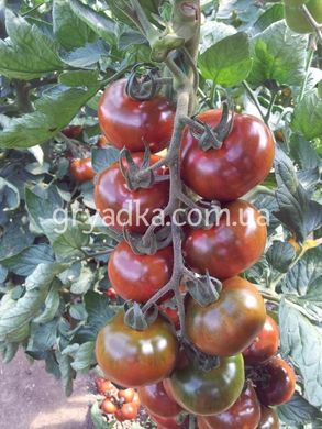 Фото 1 - Сашер F1 томат индетерминантный Yuksel Tohum 10 семян