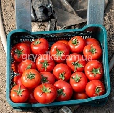 Фото 1 - Барибин F1 томат индетерминантный Syngenta 500 семян