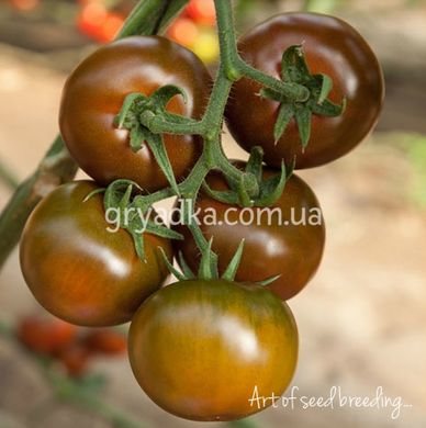 Фото 2 - Сашер F1 томат индетерминантный Yuksel Tohum 10 семян