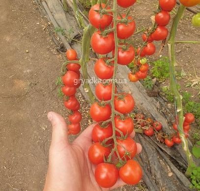 Фото 5 - Порпора F1 томат індетермінантний Esasem 250 насінин