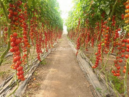 Фото 2 - Порпора F1 томат индетерминантный Esasem 250 семян
