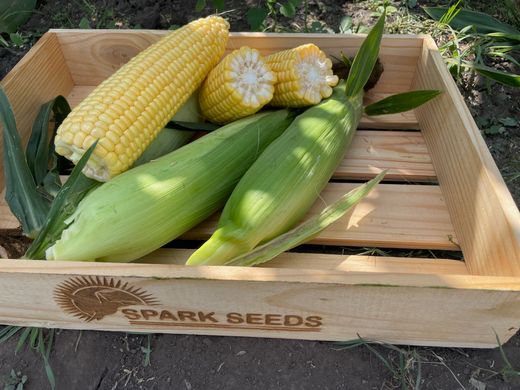 Фото 5 - Рапид F1 кукуруза супер сладкая Spark Seeds 2500 семян