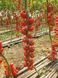 Порпора F1 томат индетерминантный Esasem 250 семян