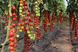 Порпора F1 томат индетерминантный Esasem 250 семян