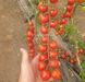 Порпора F1 томат індетермінантний Esasem 250 насінин