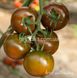 Сашер F1 томат индетерминантный Yuksel Tohum 10 семян