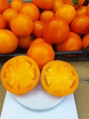 Фото 1 - Батур F1 томат детермінантний Libra Seeds 1000 насінин