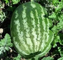 Фото 1 - Квантум F1 арбуз Libra Seeds 250 семян