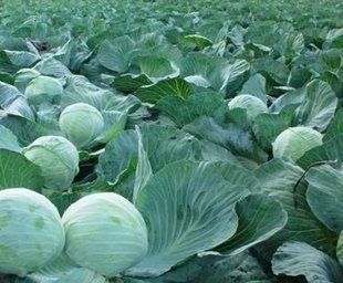 Фото 1 - Новатор F1 капуста позднеспелая Syngenta 2500 семян