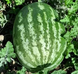 Квантум F1 арбуз Libra Seeds 250 семян