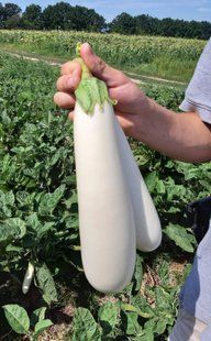 Фото 1 - Моби Дик F1 (белый) баклажан Libra Seeds 250 семян