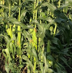 Фото 1 - Форвард F1 (1709 F1) кукуруза очень ранняя Spark Seeds 2500 семян