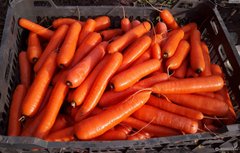 Фото 1 - Дордонь F1 морква Nunhems 1.4-1.6, 100 тис. насінин