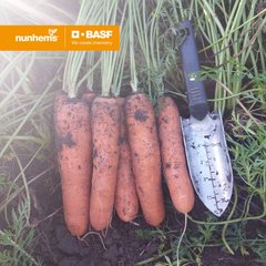 Фото 1 - Альянс F1 морква нантська Nunhems, калібр 1,6-1,8, 100 тис насінин