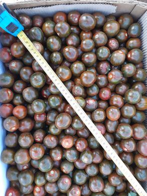 Фото 3 - Аріка F1 томат детермінантний Libra Seeds 250 насінин