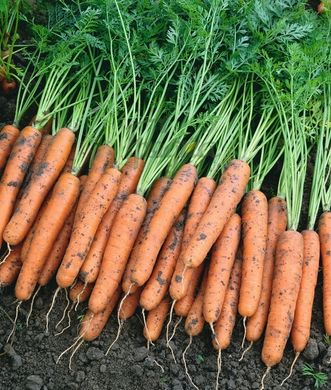 Фото 1 - Наполі F1 морква рання Bejo Zaden 1.6-1.8, 25 000 насінин