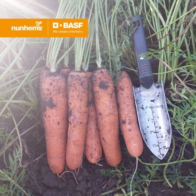 Фото 1 - Альянс F1 морква нантська Nunhems, калібр 1,6-1,8, 100 тис насінин